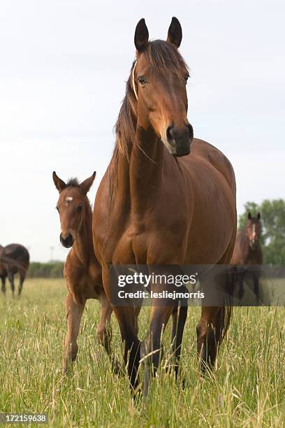 chestnut thoroughbred stute und fohlen - stute stock-fotos und bilder