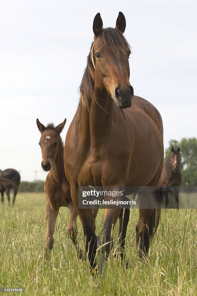 Chestnut Thoroughbred Mare and Foal