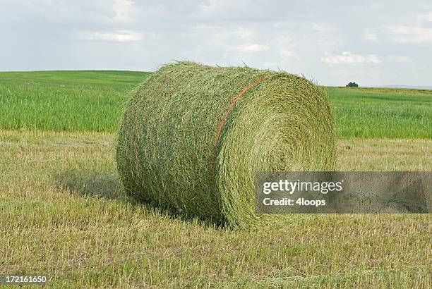 large round bale - alfalfa stock pictures, royalty-free photos & images