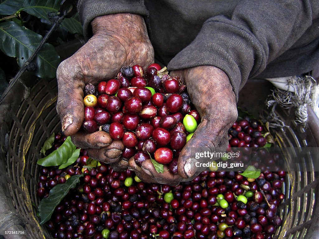 Nicaraguan Coffee Picker
