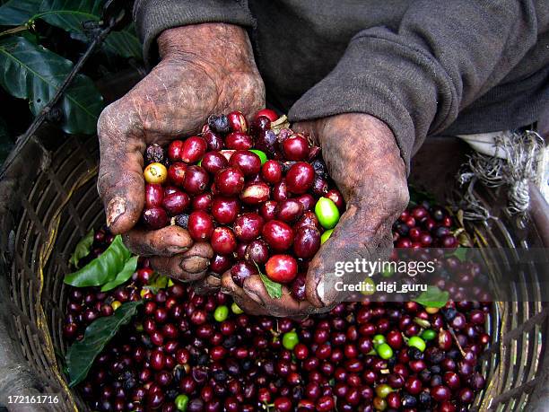 nicaraguan coffee picker - costa rica coffee stock pictures, royalty-free photos & images