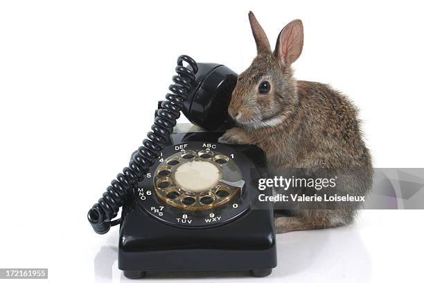 baby hare and old telephone - lepus europaeus stock pictures, royalty-free photos & images