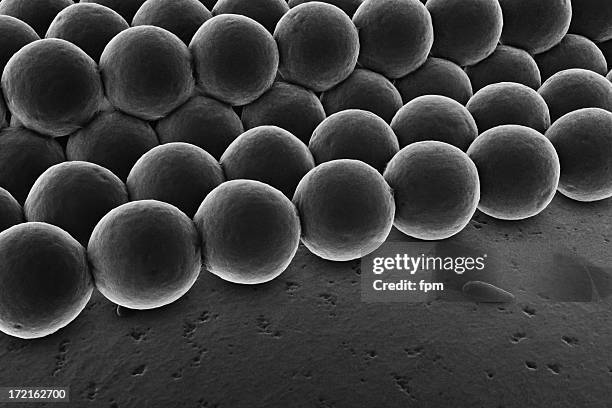 electron microscope - elektronenmicroscopisch-beeld stockfoto's en -beelden