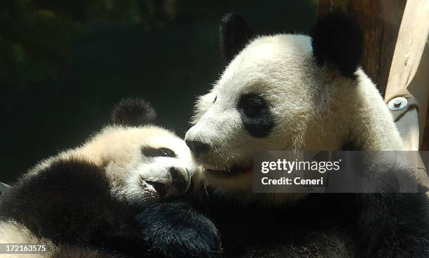 a mother panda with a baby panda cuddling her - baby panda stock pictures, royalty-free photos & images