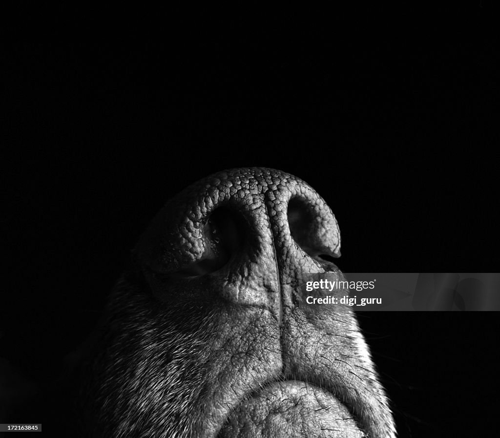 Incredibly sensitive nose of a dog