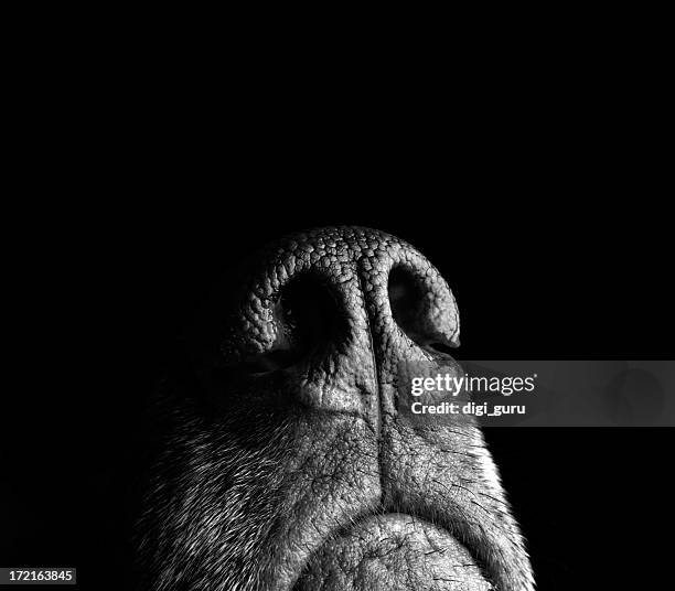 incredibly sensitive nose of a dog - nozes stock pictures, royalty-free photos & images