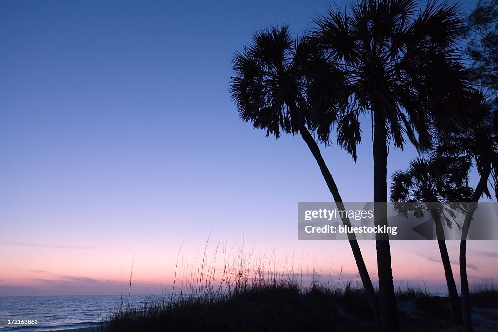 Silhouetted palm trees at sunset