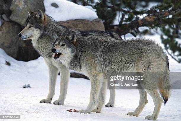 two wolves - snarling stock pictures, royalty-free photos & images