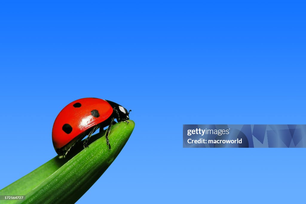 Ladybug of the blue sky