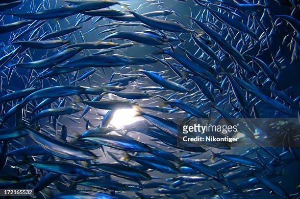 whirlwind of anchovies - herring bildbanksfoton och bilder