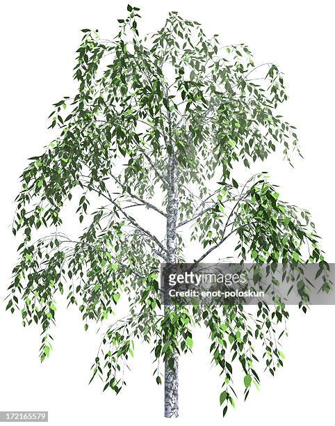 birch - birch tree stock pictures, royalty-free photos & images