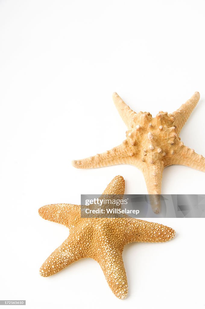 Two different starfish