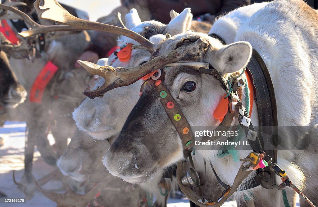 Lapland reindeer