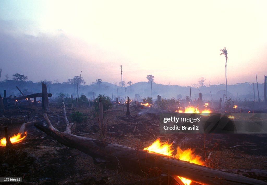 Landscape image of a burning forest at dusk