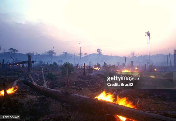 landscape image of a burning forest at dusk - destruction stock pictures, royalty-free photos & images