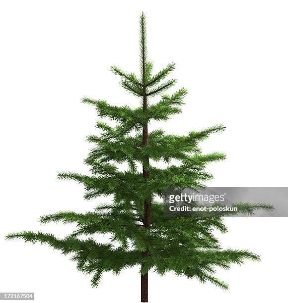 small spruce - christmas tree white background stock pictures, royalty-free photos & images