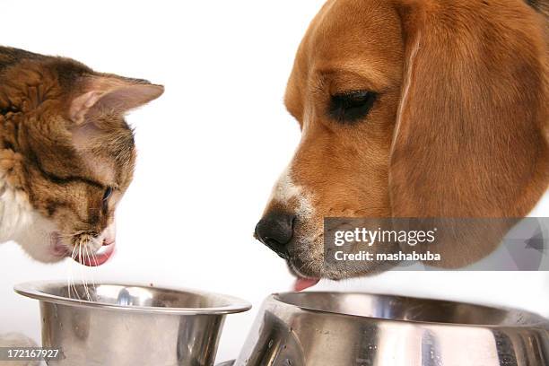 nous avons un dîner ensemble - chien et chat photos et images de collection