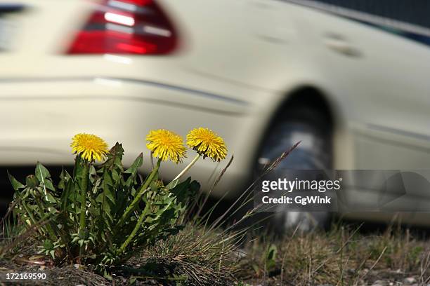 dandelions at roadside - grass verge stock pictures, royalty-free photos & images