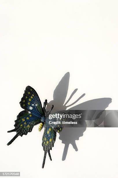 butterfly shadow - metamorphis stock pictures, royalty-free photos & images