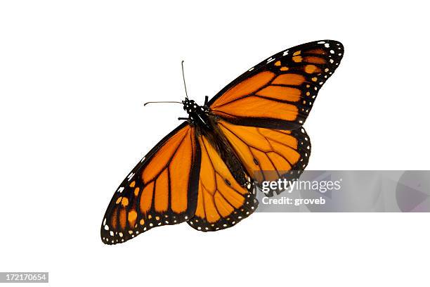 mariposa aislado en blanco - mariposa monarca fotografías e imágenes de stock