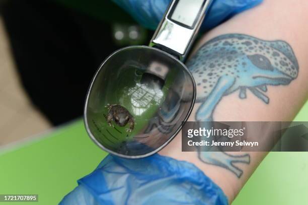 Iberian Midwife Toad With A Lookalike Tattoo On Keeper Zoe Bryant.London Zoo Stock Taking 26-August-2015
