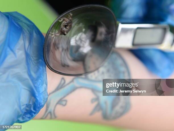 Iberian Midwife Toad With A Lookalike Tattoo On Keeper Zoe Bryant.London Zoo Stock Taking 26-August-2015