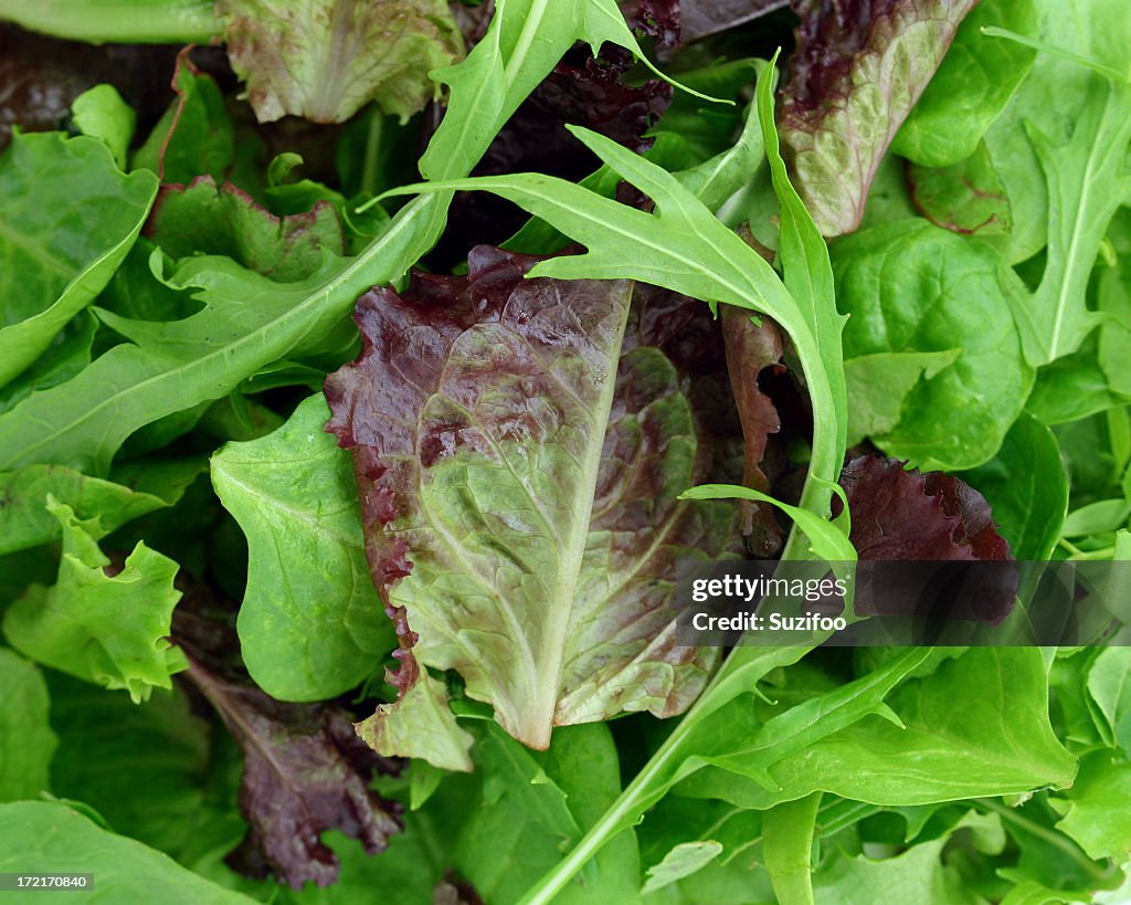 A pile of green and purple leaves like lettuce and arugula