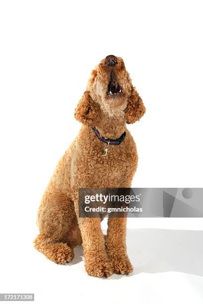 bark - bow wow stock pictures, royalty-free photos & images