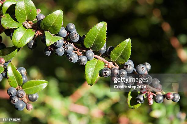 huckleberries - huckleberry stock pictures, royalty-free photos & images