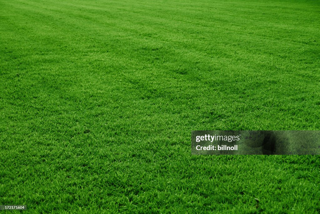 Green grass field