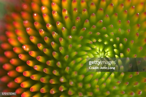 macro detail of echinacea flower - macri stock pictures, royalty-free photos & images