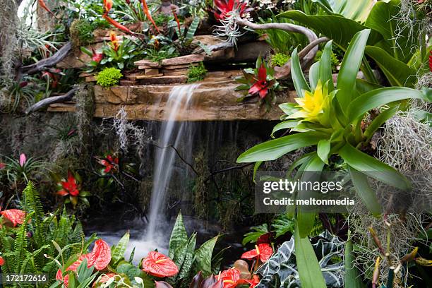 plantas tropicales y una cascada - bromeliad fotografías e imágenes de stock