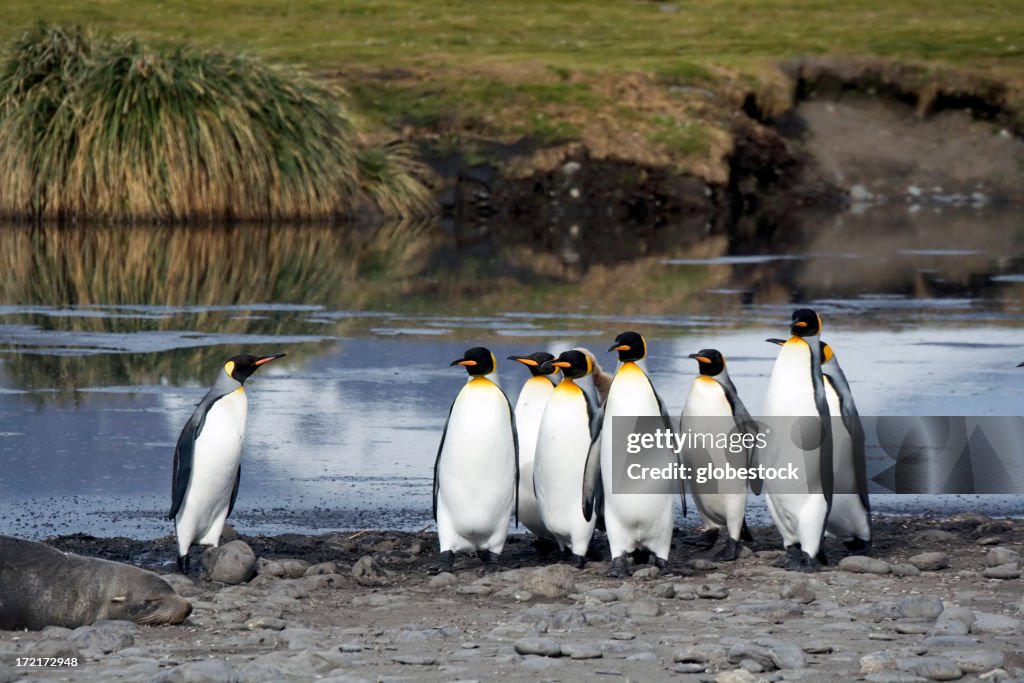 Penguins, South Georgia mit King-Size-Bett