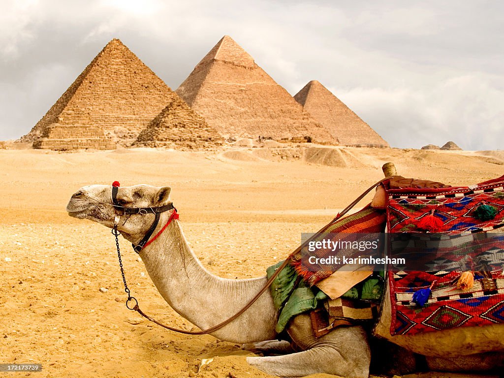 A camel laying down with pyramids in the background 