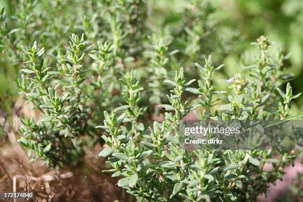 close-up image of thyme plants in a garden - timjan bildbanksfoton och bilder