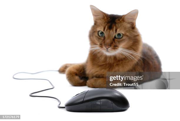 Cat Using Computer Mouse Cat Computer Mouse Photos and Premium High Res Pictures - Getty Images