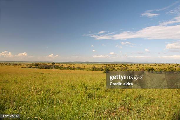 savannah - serengeti park stockfoto's en -beelden