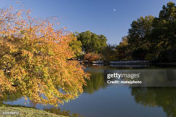 foliage at pullen park - raleigh stock pictures, royalty-free photos & images