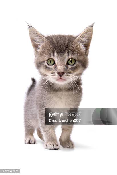 animals : isolated kitten - kitten stock pictures, royalty-free photos & images