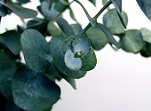 Waxy dark green eucalyptus leaves on a branch