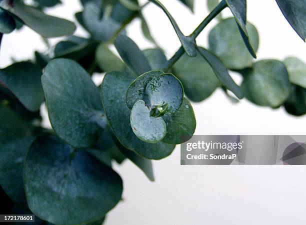 waxy dark green eucalyptus leaves on a branch - tropical tree stock pictures, royalty-free photos & images
