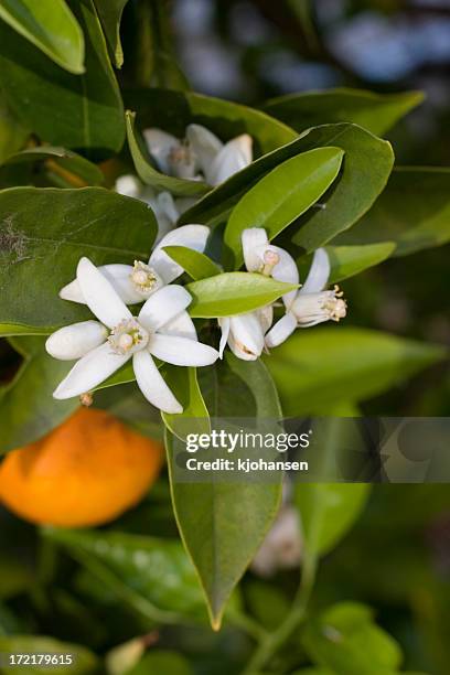 オレンジの花 - orange blossom ストックフォトと画像