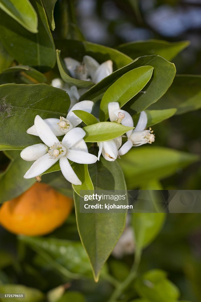 Closeup of orange blossoms on a tree