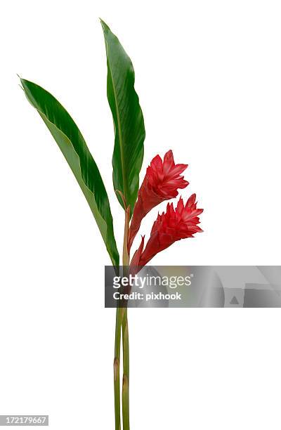 ginger rosso fiori - clima tropicale foto e immagini stock