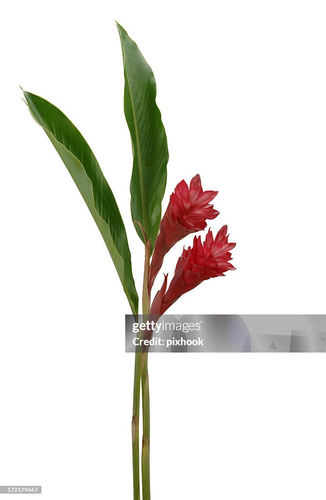 Red Ginger Flowers