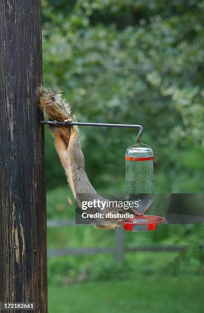 a thirsty squirrel getting water from a bird feeder - squirrel funny stock pictures, royalty-free photos & images