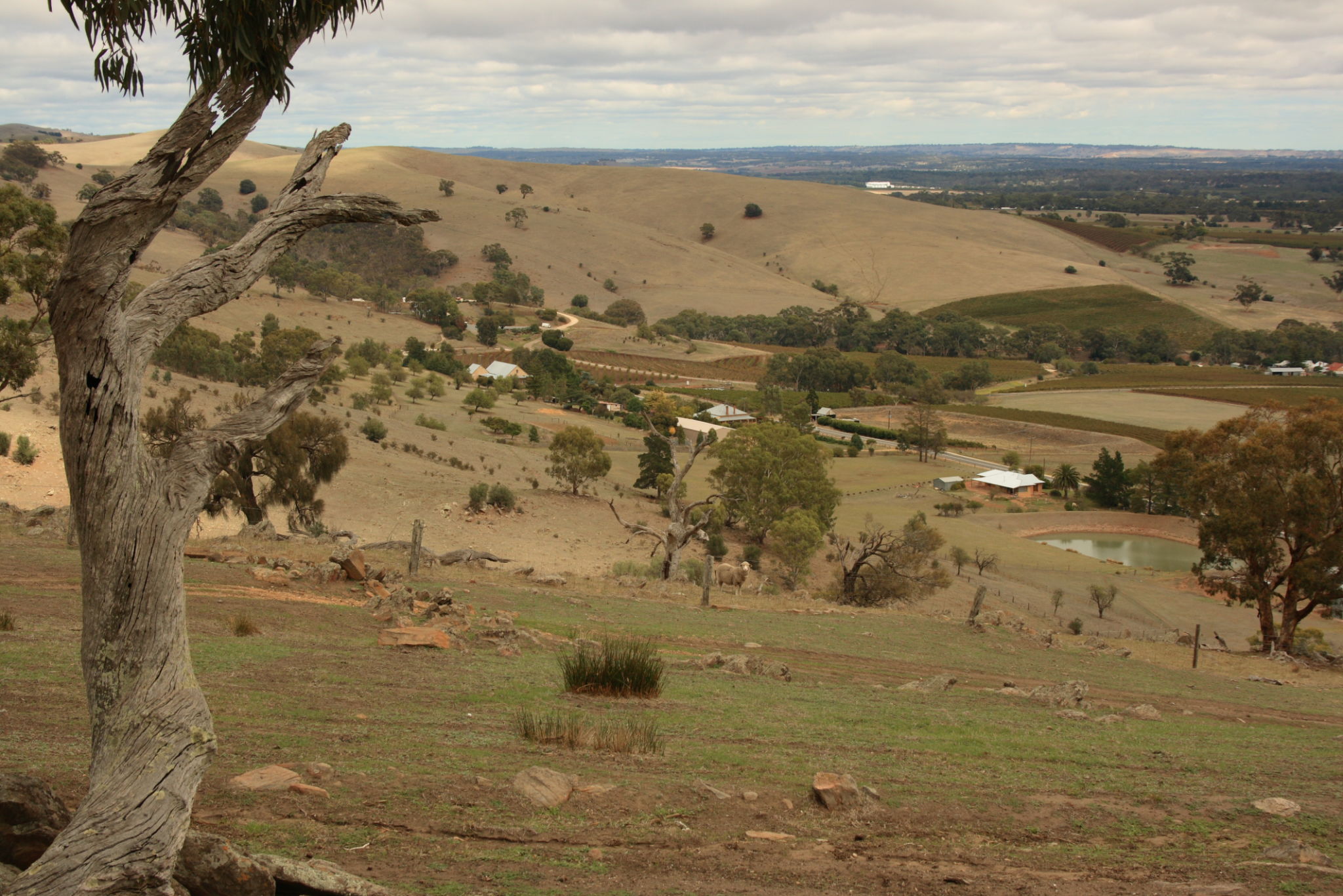 barossa council street
