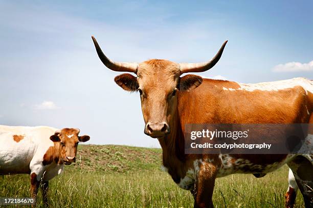 longhorn steer in grassy field under blue sky - texas longhorn cattle 個照片及圖片檔
