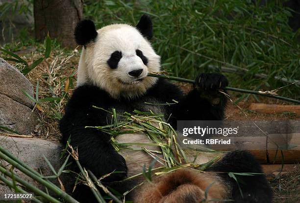 panda eating - giant panda stockfoto's en -beelden