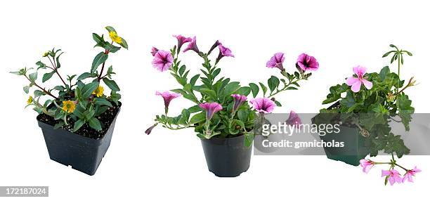 fleurs en pots - geranium photos et images de collection